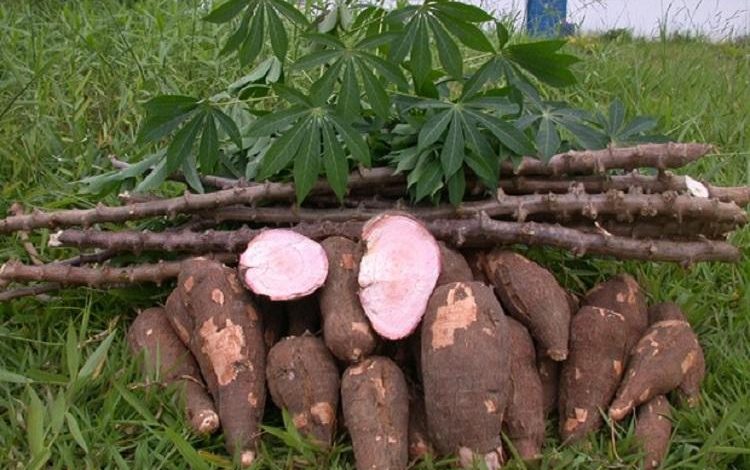 Dreadful virus threatens cassava production on the continent