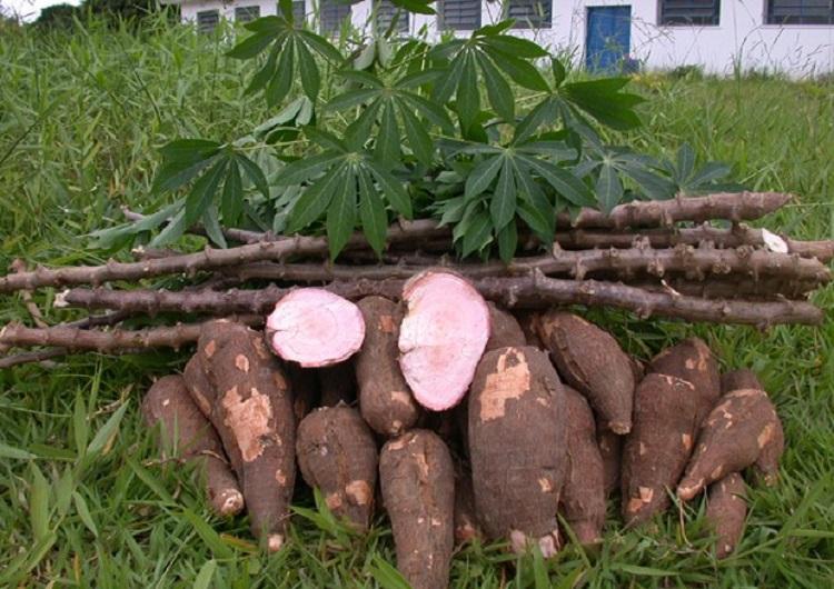 Dreadful virus threatens cassava production on the continent
