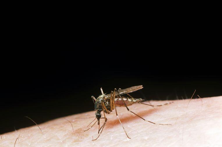 Are mosquitoes vectors of Covid-19? Scientists respond