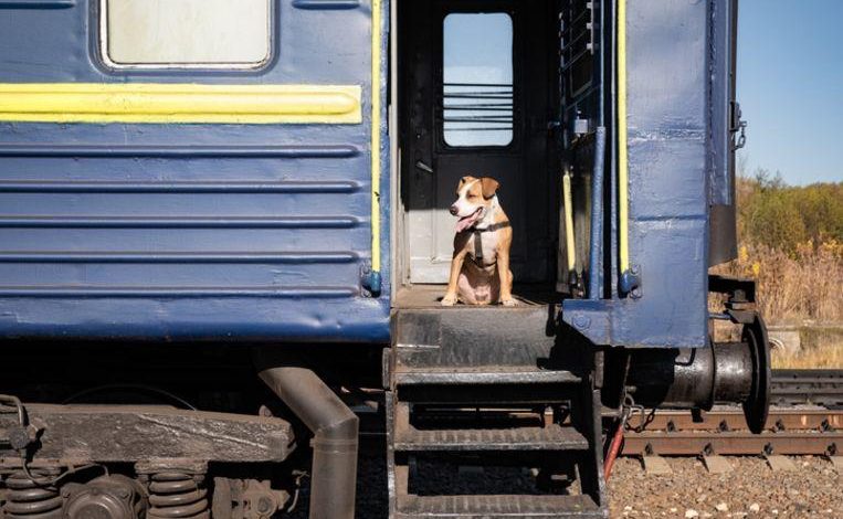 Escaped dog takes the train to Utrecht Central Station on its own