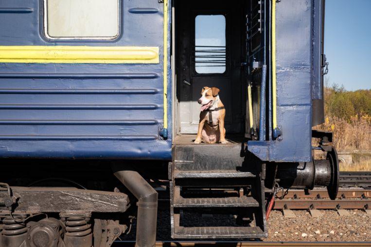 Escaped dog takes the train to Utrecht Central Station on its own