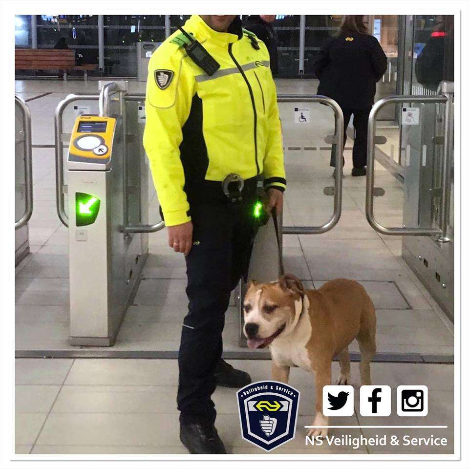 Amazing: Escaped dog boards train to return on its own 