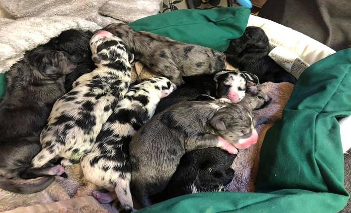 Danish dog gets just 19 pups: "They just kept coming"