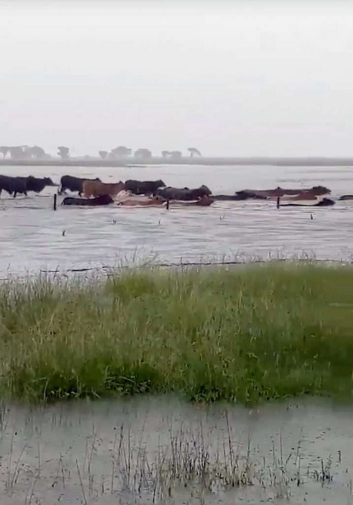 Heartbreaking photos show 300,000 cattle drowned in Australia