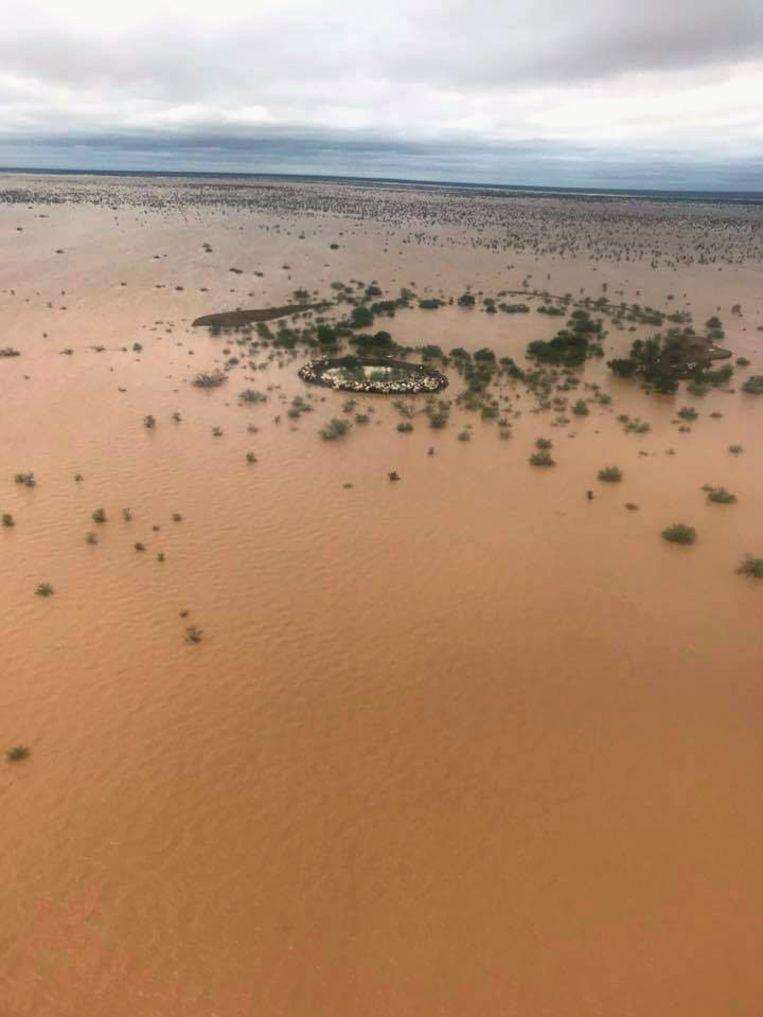 Heartbreaking photos show 300,000 cattle drowned in Australia