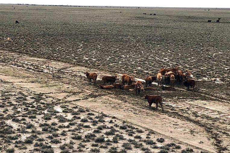 Heartbreaking photos show 300,000 cattle drowned in Australia