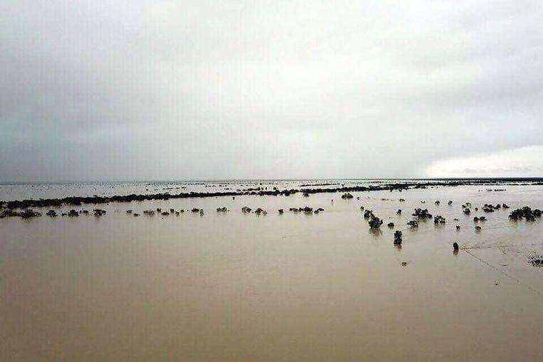 Heartbreaking photos show 300,000 cattle drowned in Australia