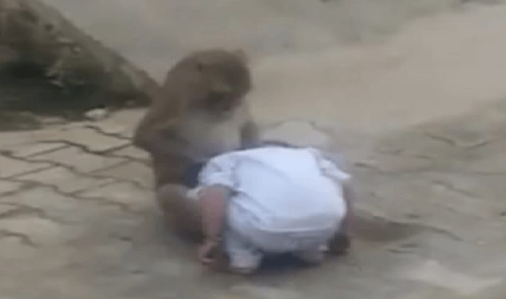Lonely monkey wants a companion, then abducts 2-year-old [Video]