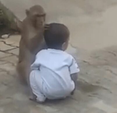 Lonely monkey wants a companion, then abducts 2-year-old [Video]