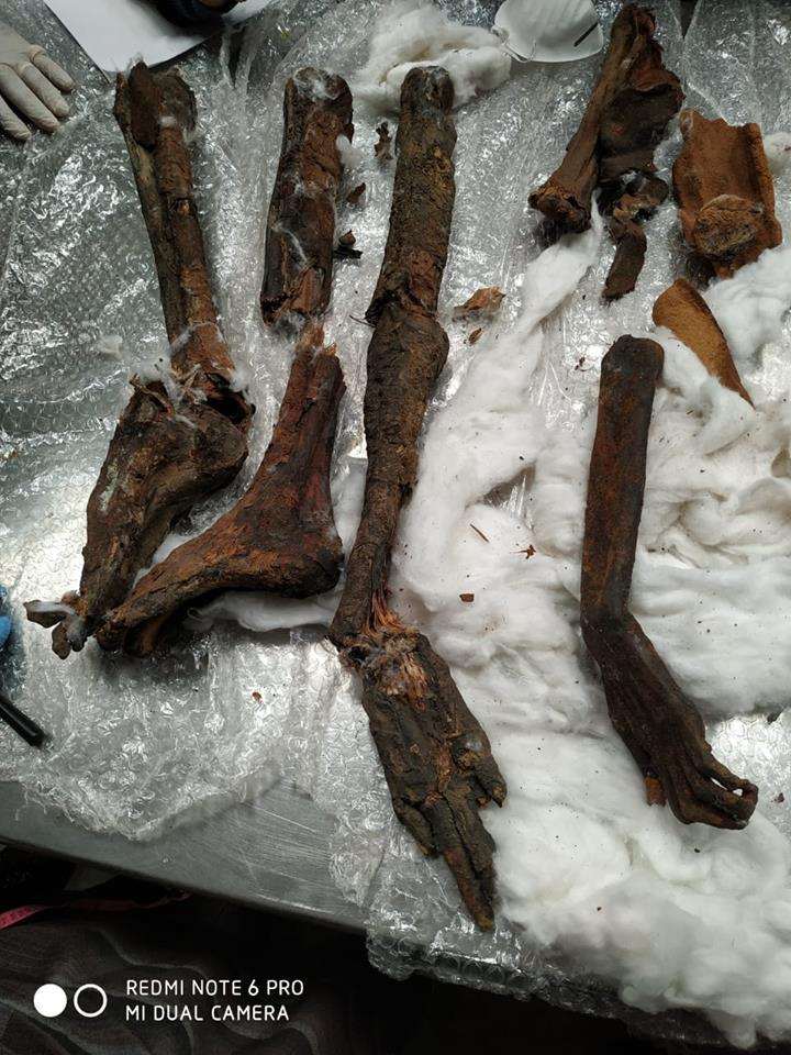 Egyptian customs intercepts remnants of mummies smuggling to Belgium