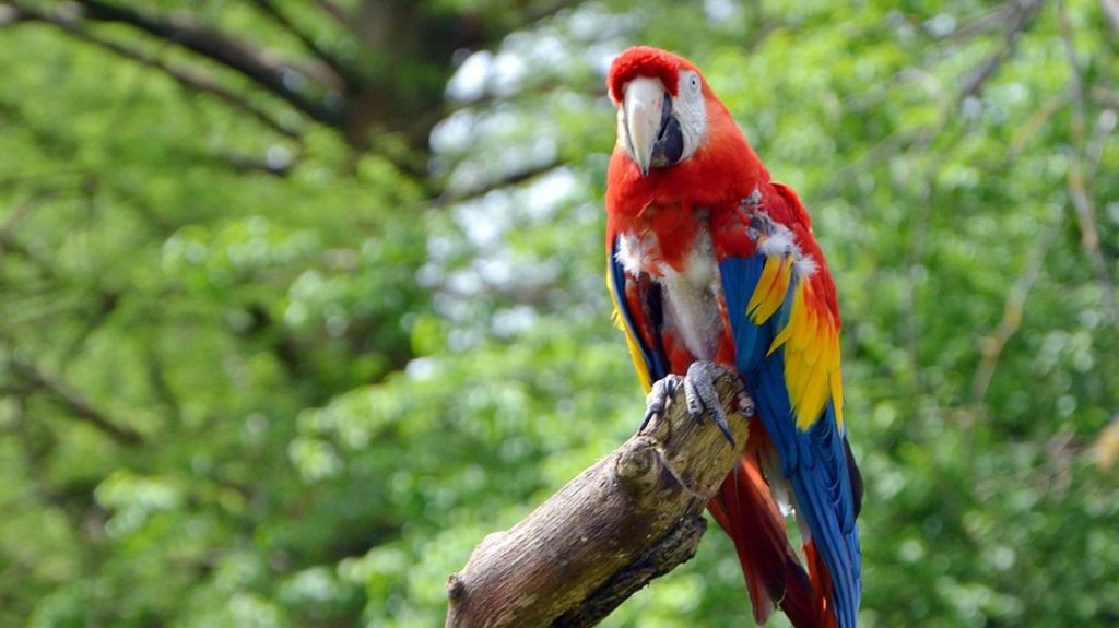 Parrot (51) of Pippi Longstocking died in arms of zoo director