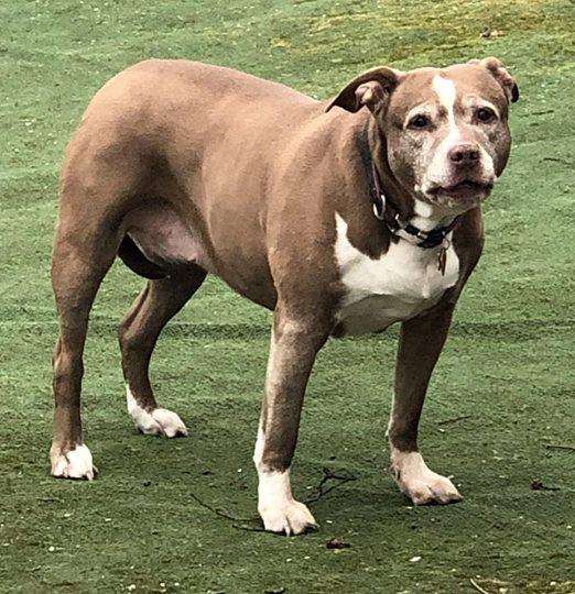 Dog Sadie smells gas leak and breaks out to save 2 souls