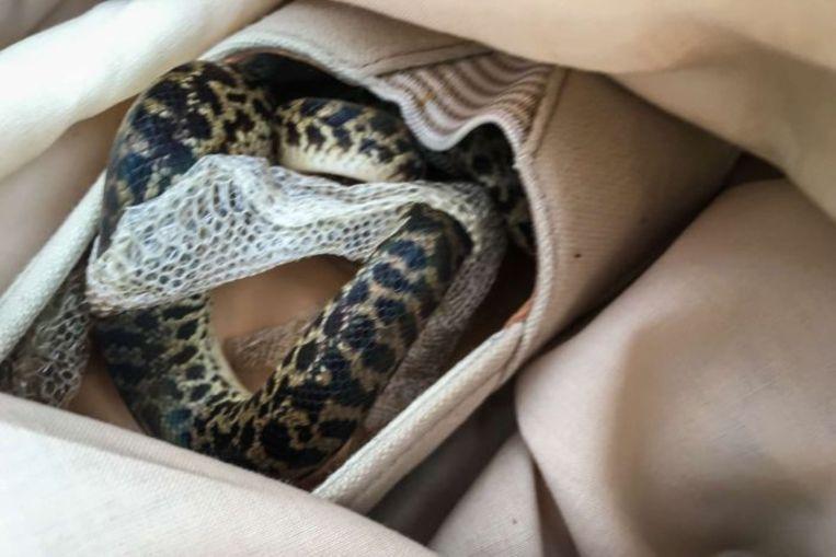 Snake travels 15,000km in a shoe from Australia to Scotland
