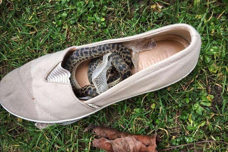Snake travels 15,000km in a shoe from Australia to Scotland