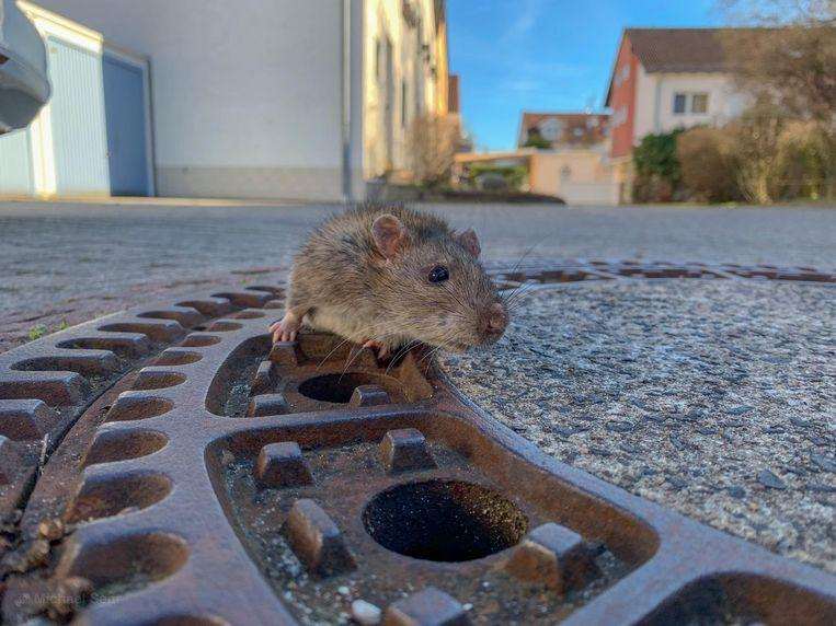 Animal ambulance tears for a trapped rat in the pit 