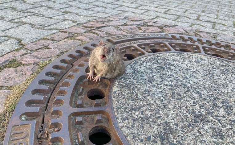Animal ambulance tears for a trapped rat in the pit