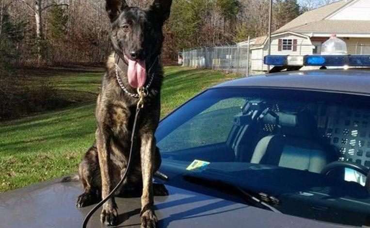 Police dog detects two lost children in the forest within 15 minutes