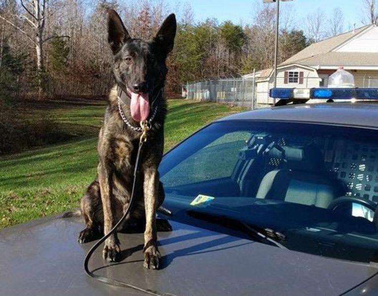 Police dog detects two lost children in the forest within 15 minutes