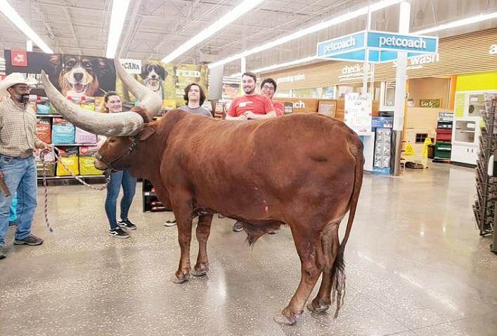 "All pets on a leash are welcome," then couple come in with bull