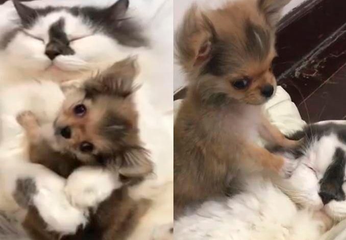 A cat adopted a small dog and treats it as if it were her own baby [VIDEO]