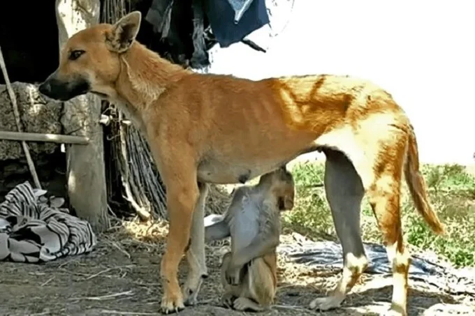 Dog saved an abandoned baby monkey breastfeed and adopted it