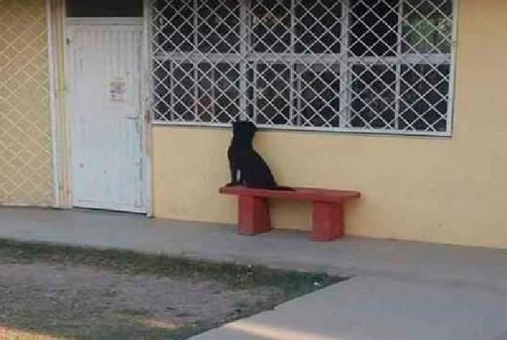 Dog trace its owner to school, peek and wait til ended [Photos]