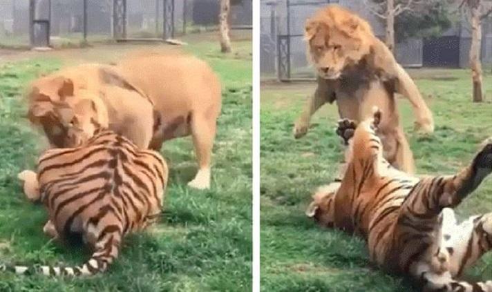 Lion stands erect, dodges striking claws blow from Tiger [Video]