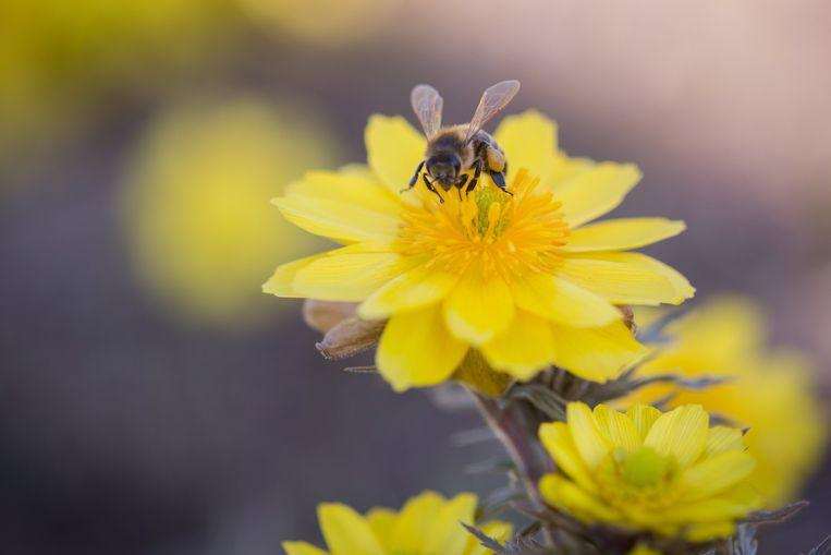 Pollen is not only responsible for asthma and hay fever