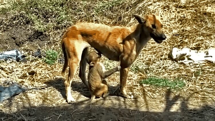 Dog saved an abandoned baby monkey breastfeed and adopted it