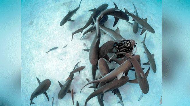 Shark dancer dances with sharks and overlook their fierce bites