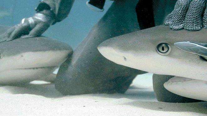 Shark dancer dances with sharks and overlook their fierce bites