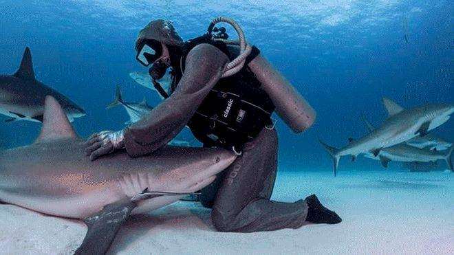 Shark dancer dances with sharks and overlook their fierce bites