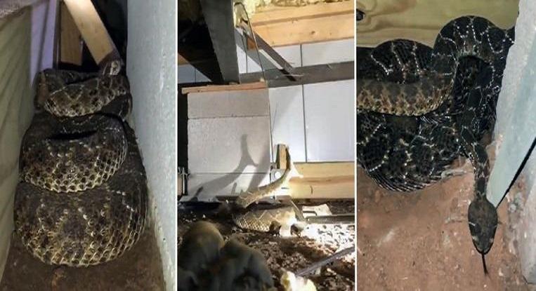 Man finds no less than 45 poisonous rattlesnakes under the house