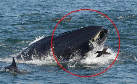 Diver swallowed and spat out by a whale: "There was no time for fear" 