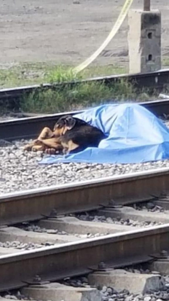 Faithful: dog refuses to leave his dead owner's body