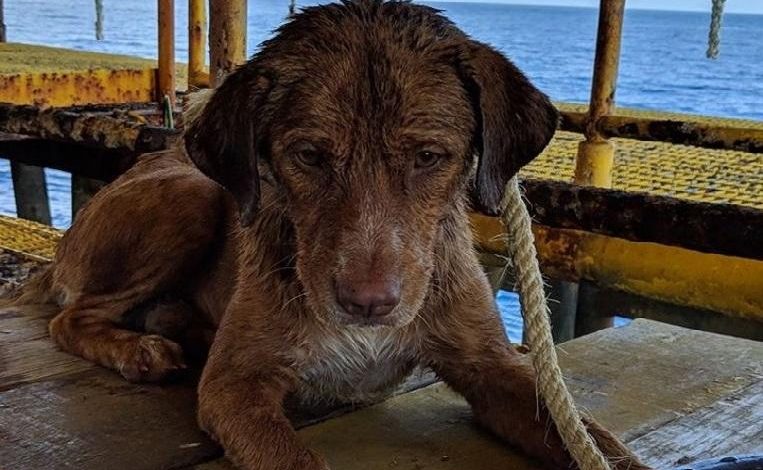 Dog swims over 200 kilometers in the sea before being saved