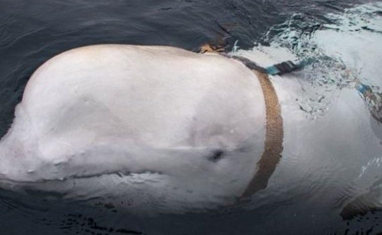 Norwegian fishermen attacked by white dolphin with armor