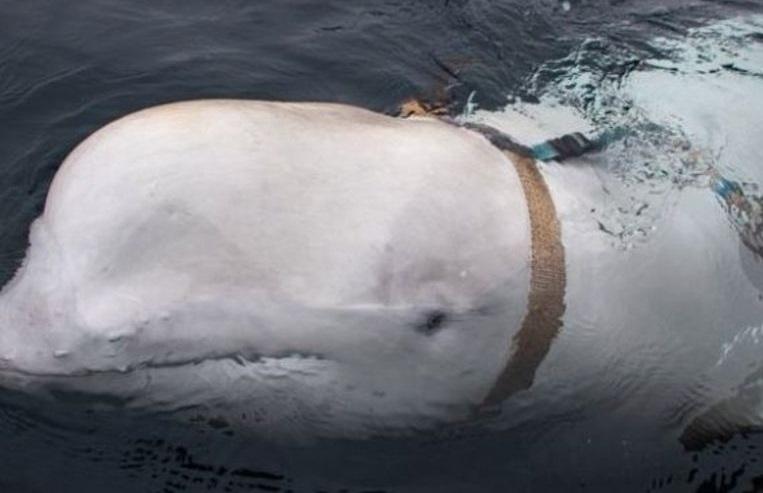 Norwegian fishermen attacked by white dolphin with armor