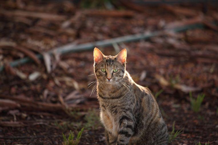 Australia to wipe out 2 million wild cats by next year