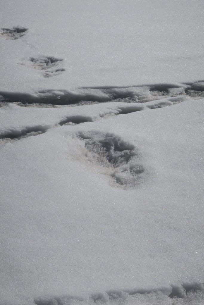 Indian army found footprints of Yeti and is being mocked heavily 