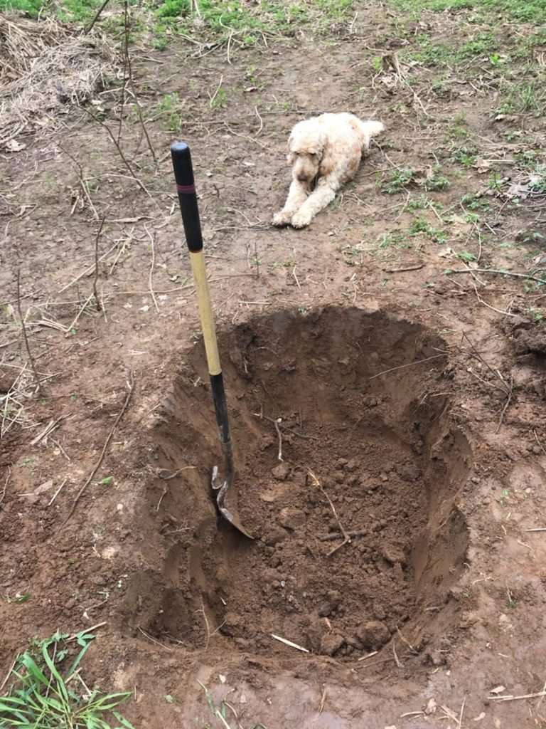Heartbreaking: owner digs grave for dog while animal watches