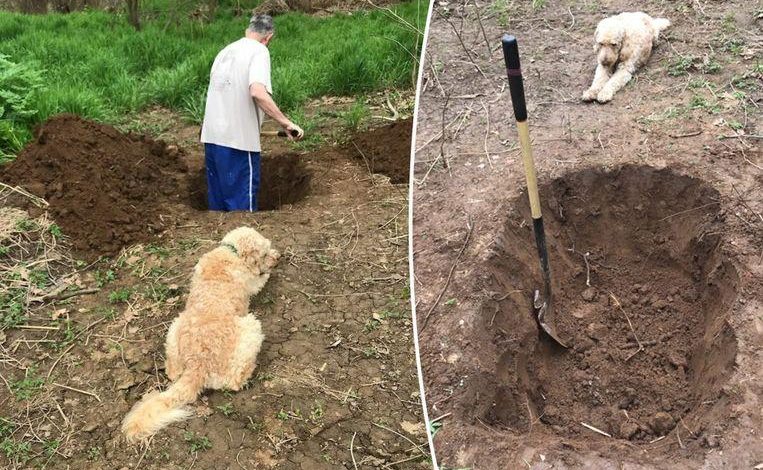 Heartbreaking: owner digs grave for dog while animal watches