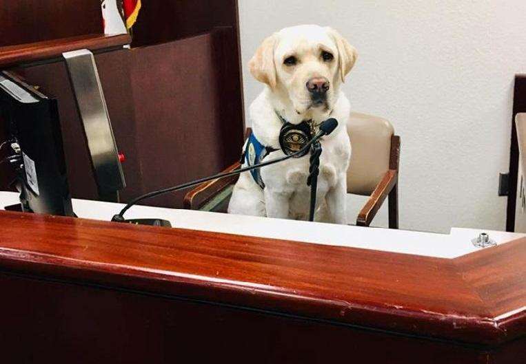 Assistance dog Raider helps 12 children during emotional lawsuit