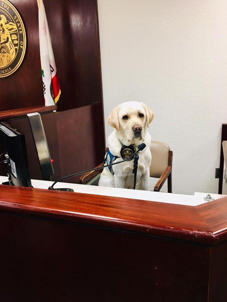 Assistance dog Raider helps 12 children during emotional lawsuit