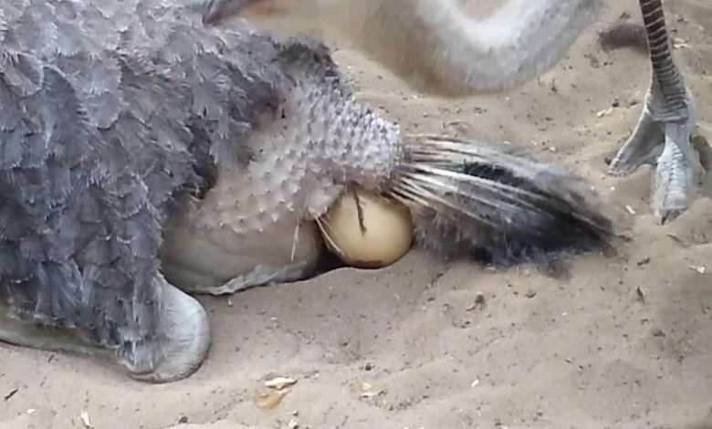 "Women make unnecessary noise during labor" - Man says