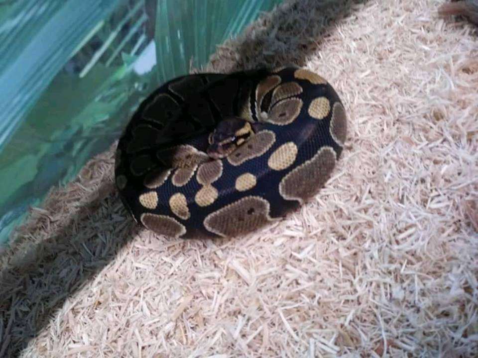 Ex sends live snake as a gift to the newly wedded couple