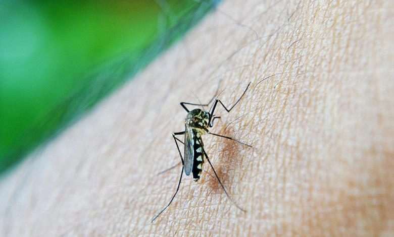 Algeria rid of malaria
