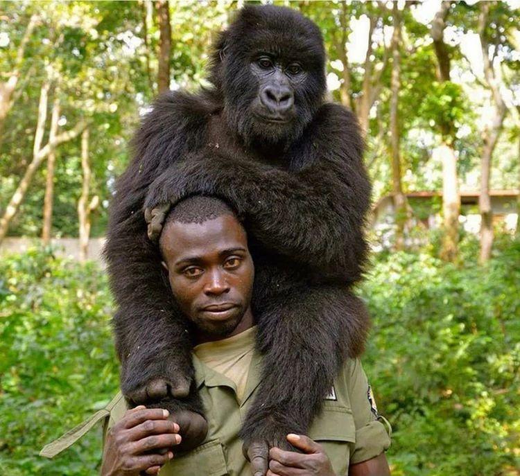 Viral photos of gorillas that posed with ranger for selfie 