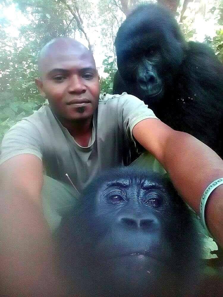 Viral photos of gorillas that posed with ranger for selfie 