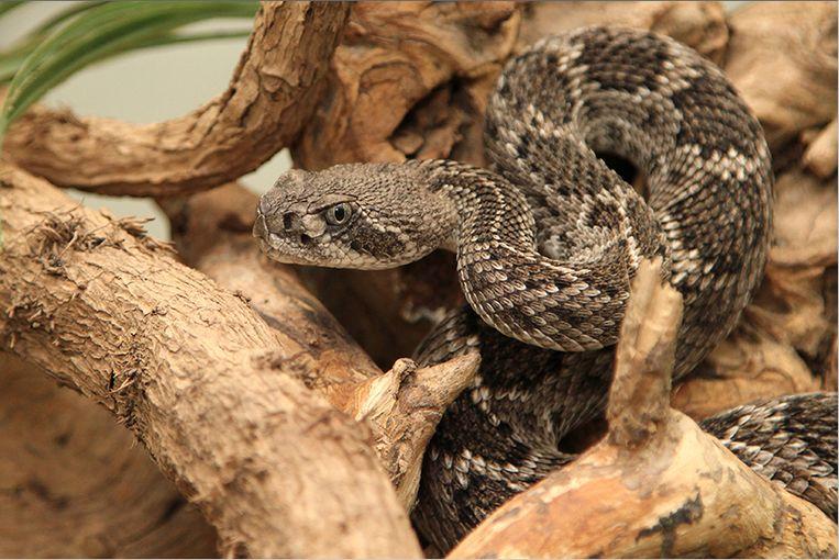 Prehistoric Texan consumed poisonous snake completely and raw 